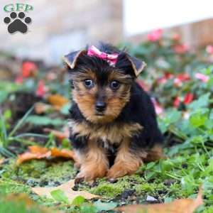 Dolly, Yorkie Puppy
