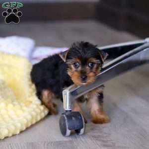 Dolly, Yorkie Puppy