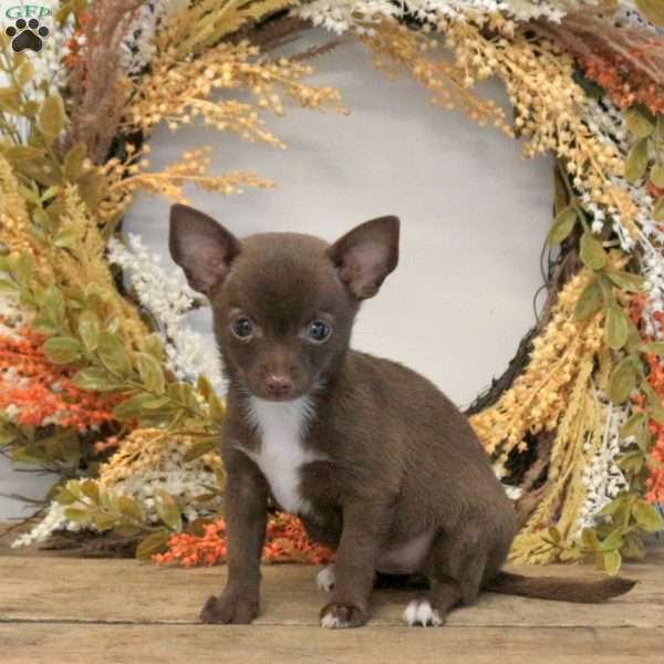 Dolly, Chihuahua Puppy