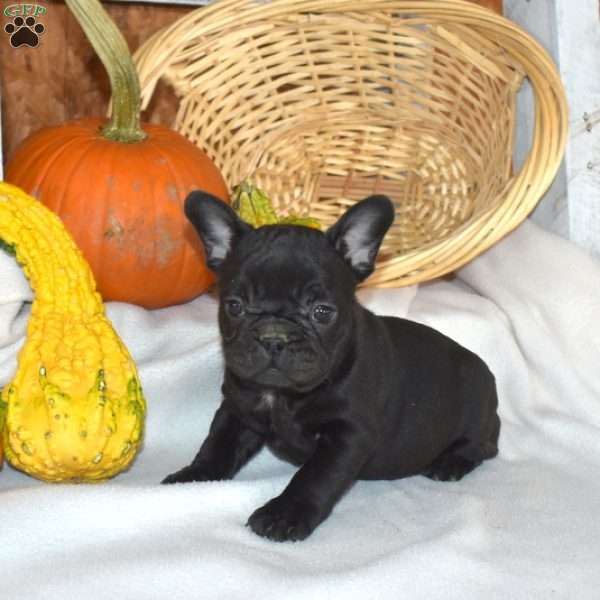 Dolly, French Bulldog Puppy