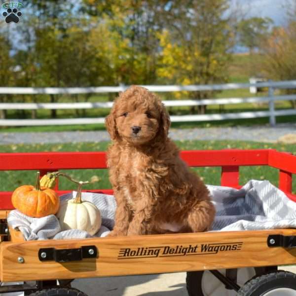 Dolly, Cavapoo Puppy