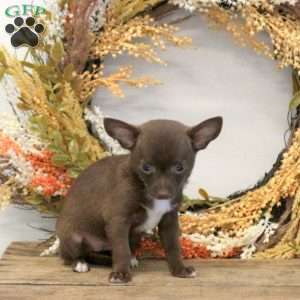 Dolly, Chihuahua Puppy