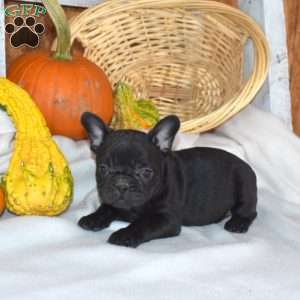 Dolly, French Bulldog Puppy