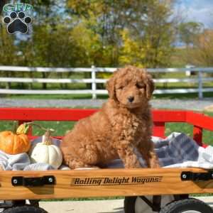Dolly, Cavapoo Puppy