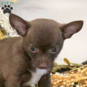 Dolly, Chihuahua Puppy