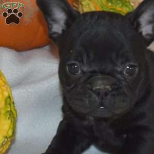 Dolly, French Bulldog Puppy
