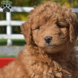 Dolly, Cavapoo Puppy