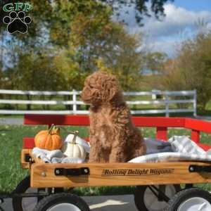 Dolly, Cavapoo Puppy