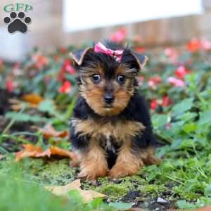 Dolly, Yorkie Puppy