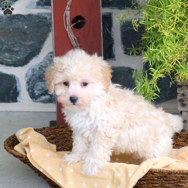 Domino, Bich-Poo Puppy