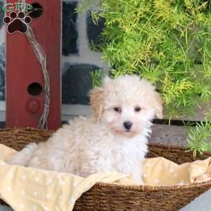 Domino, Bich-Poo Puppy