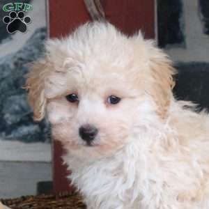 Domino, Bich-Poo Puppy