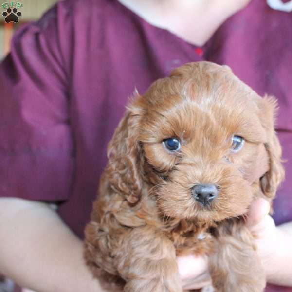 Donald, Cavapoo Puppy