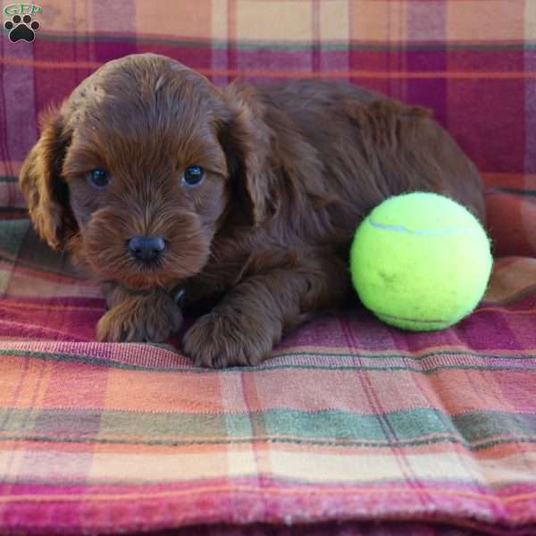 Donald, Cavapoo Puppy