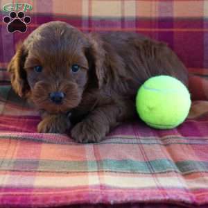Donald, Cavapoo Puppy