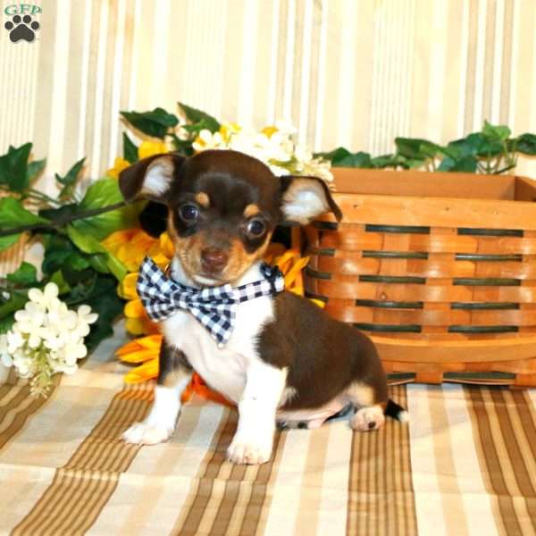 Donavon, Chiweenie Puppy