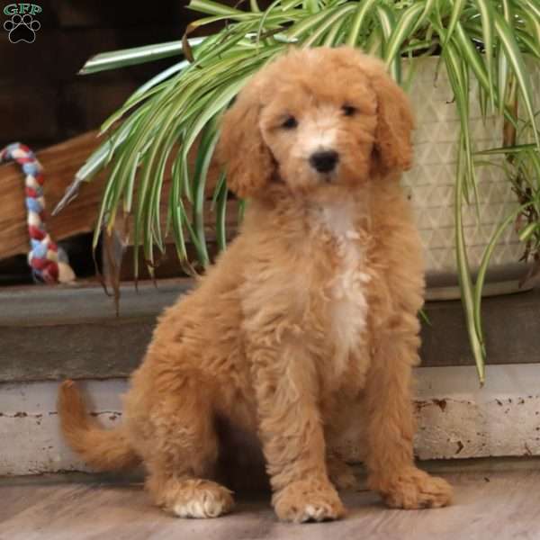 Donna, Goldendoodle Puppy