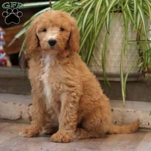 Donna, Goldendoodle Puppy