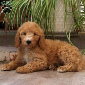 Donna, Goldendoodle Puppy