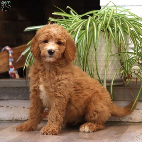 Donnie, Goldendoodle Puppy