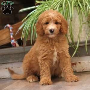 Donnie, Goldendoodle Puppy