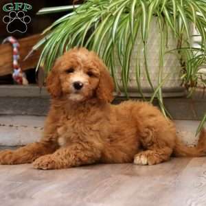 Donnie, Goldendoodle Puppy