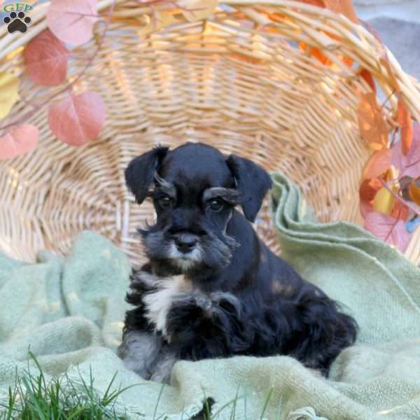 Donovan, Miniature Schnauzer Puppy
