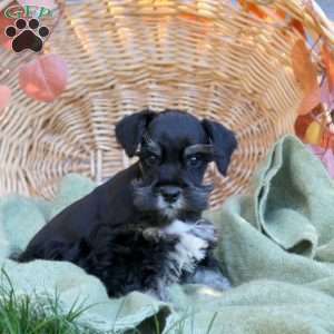 Donovan, Miniature Schnauzer Puppy