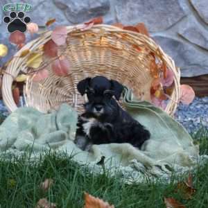 Donovan, Miniature Schnauzer Puppy