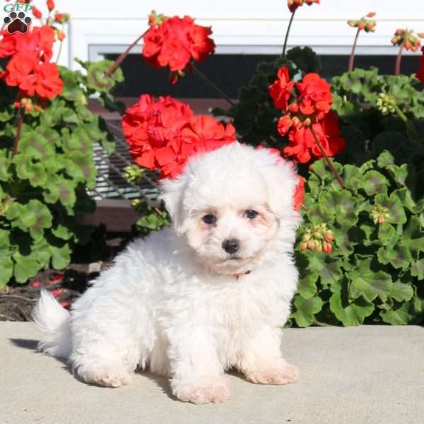 Doodle, Bichon Frise Puppy