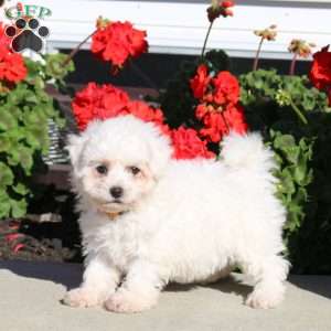 Doodle, Bichon Frise Puppy