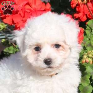 Doodle, Bichon Frise Puppy