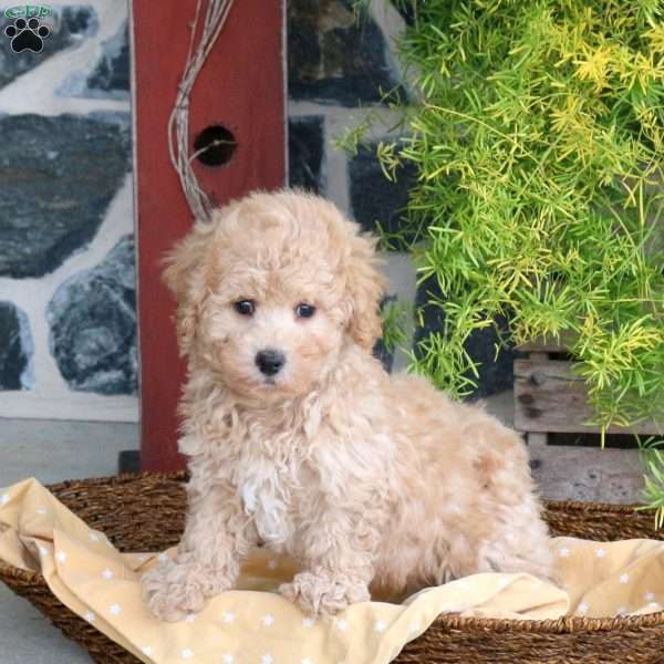 Doodle, Bich-Poo Puppy