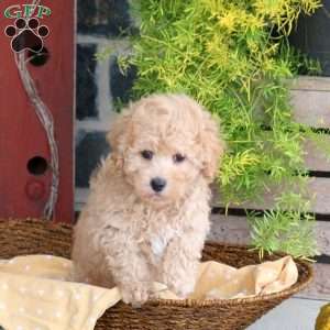 Doodle, Bich-Poo Puppy