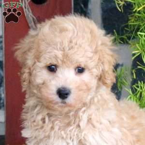 Doodle, Bich-Poo Puppy