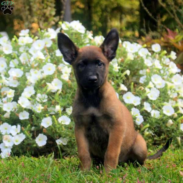 Dora, Belgian Malinois Puppy