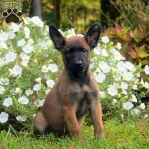 Dora, Belgian Malinois Puppy