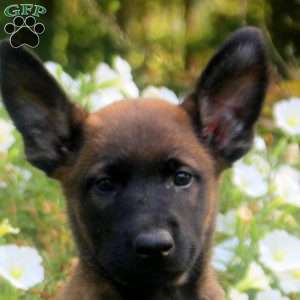 Dora, Belgian Malinois Puppy