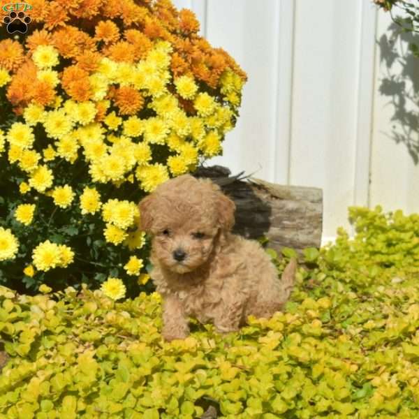 Dorcas, Havapoo Puppy