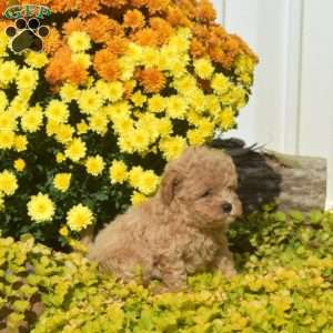 Dorcas, Havapoo Puppy