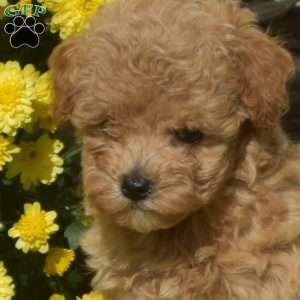 Dorcas, Havapoo Puppy