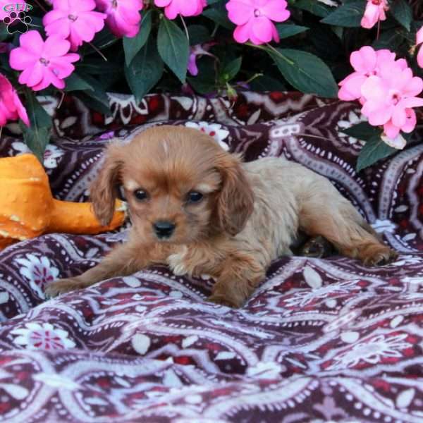Dorian, Cavalier King Charles Spaniel Puppy