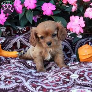 Dorian, Cavalier King Charles Spaniel Puppy