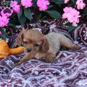 Dorian, Cavalier King Charles Spaniel Puppy