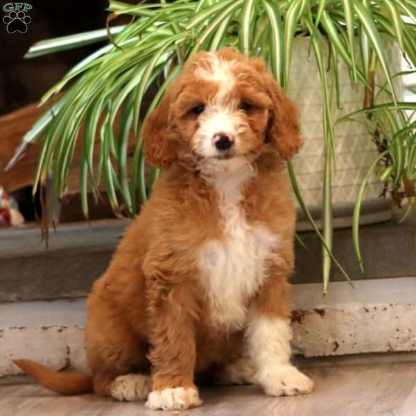 Doris, Goldendoodle Puppy