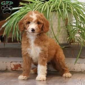 Doris, Goldendoodle Puppy