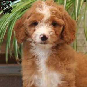 Doris, Goldendoodle Puppy