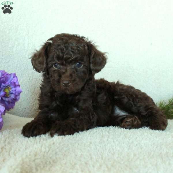 Dottie, Toy Poodle Puppy