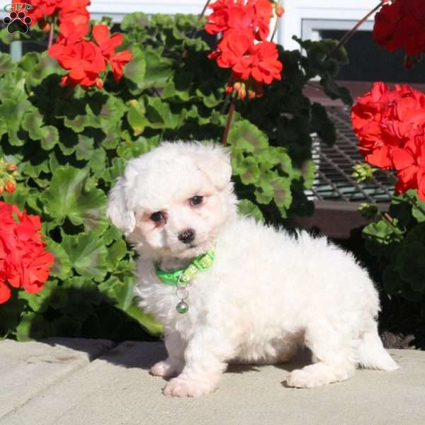 Dottie, Bichon Frise Puppy
