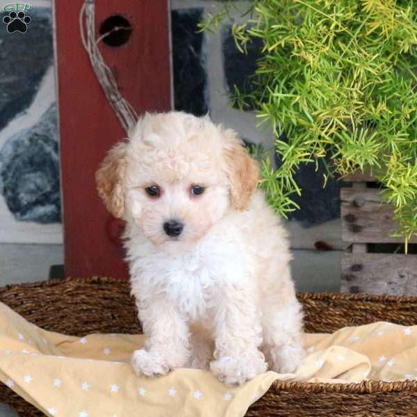 Dottie, Bich-Poo Puppy